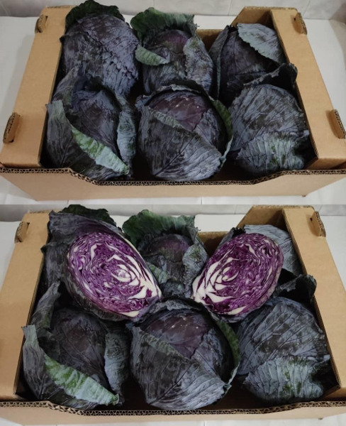 Choux Rouges
